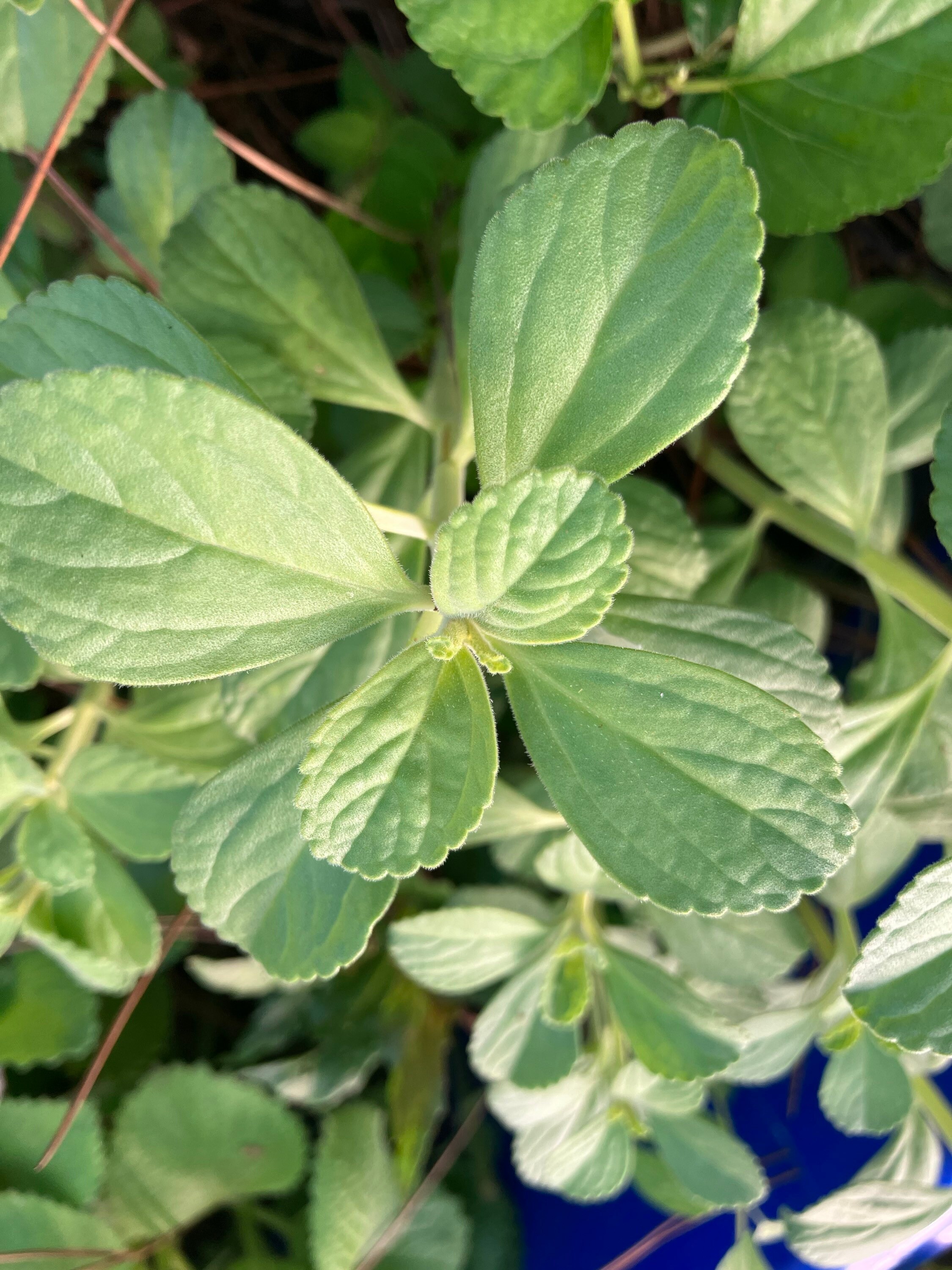 Scaredy Cat plant Coleus Canina keep cats out of your garden -  Portugal