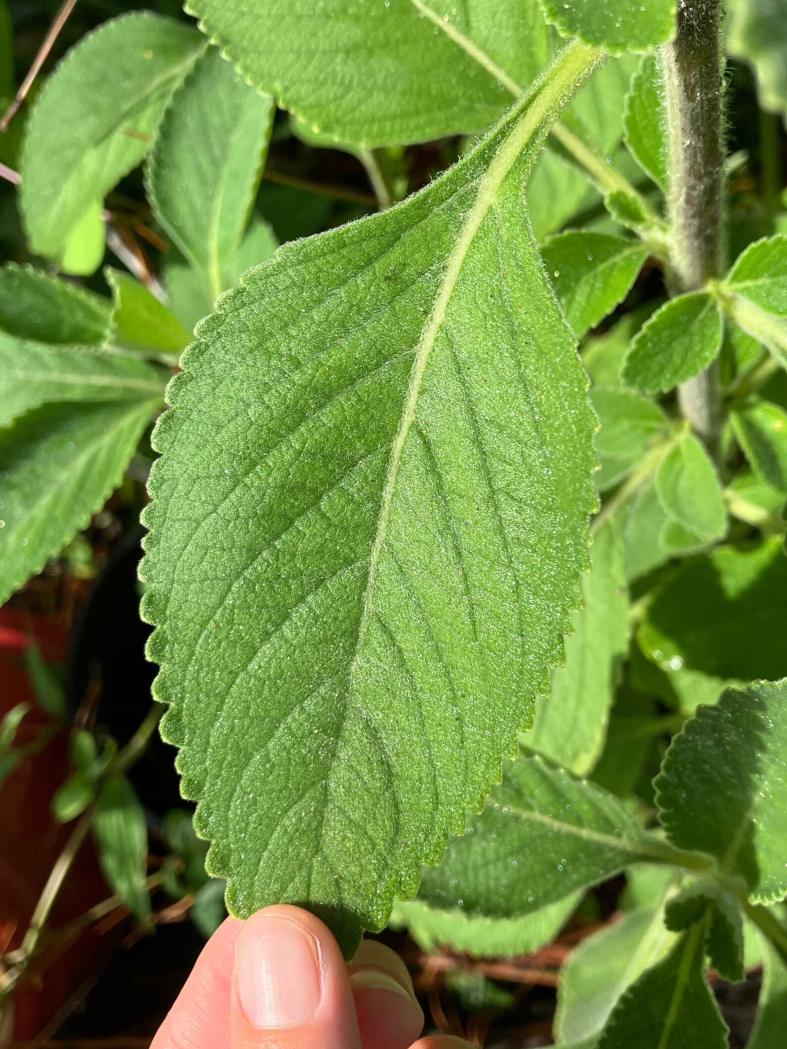 Toilet Paper Plant Cuttings plectranthus Barbatus SHIPS Etsy
