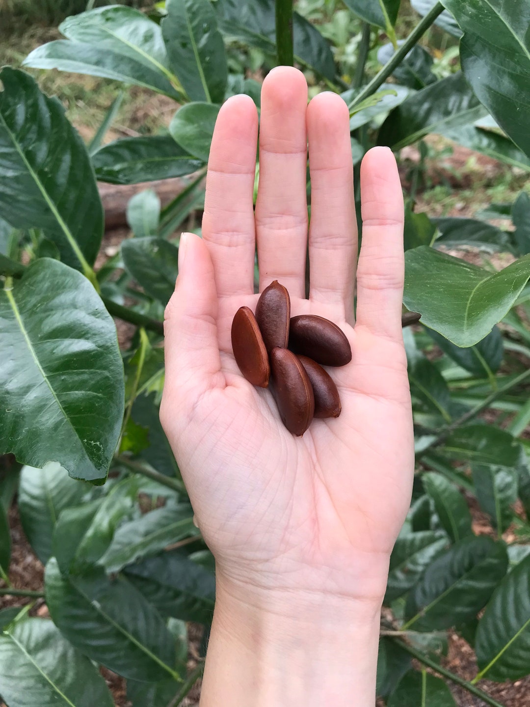 Black Sapote Seeds chocolate Pudding Fruit IN SEASON - Etsy 