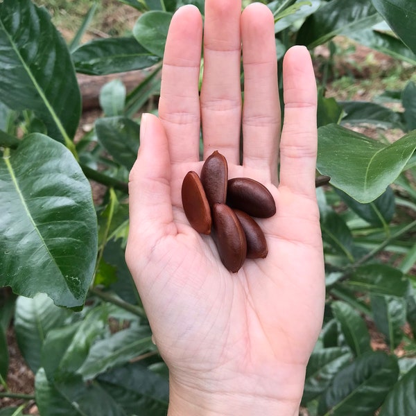 Black Sapote Seeds (Chocolate Pudding Fruit) -- IN SEASON