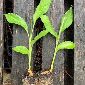 May include: Two turmeric plant starts with vibrant green leaves and exposed root systems. Each plant features a thick, light brown rhizome base with visible soil and a network of fine, light-colored roots extending downward from the central stem.