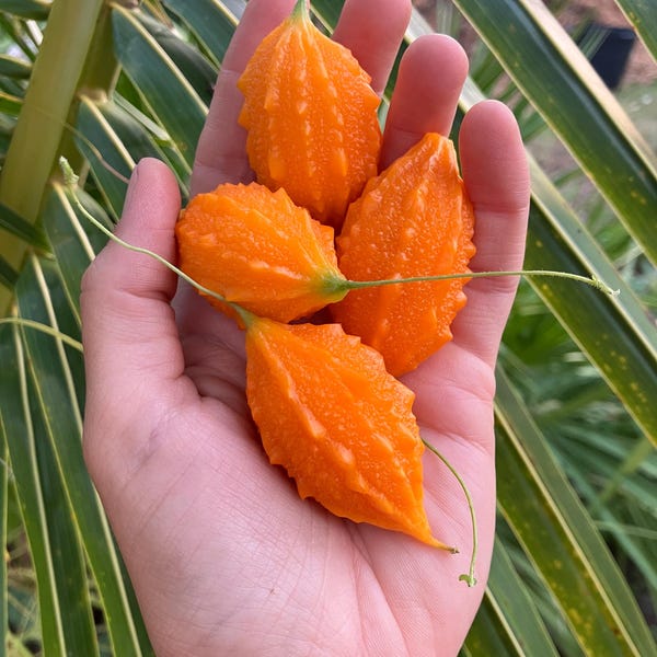 Cerasee Seeds (Momordica charantia)