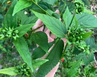 Turks Cap Hibiscus Cuttings (Malvaviscus arboreus) -- SHIPS SPRING