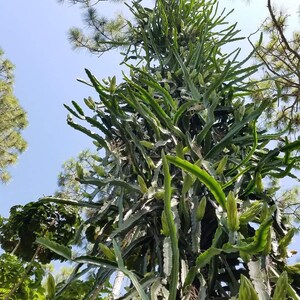 May include: A low-angle view of a dragon fruit plant, showing its green, segmented stems and budding flowers. The plant is set against a clear blue sky, with other trees in the background.