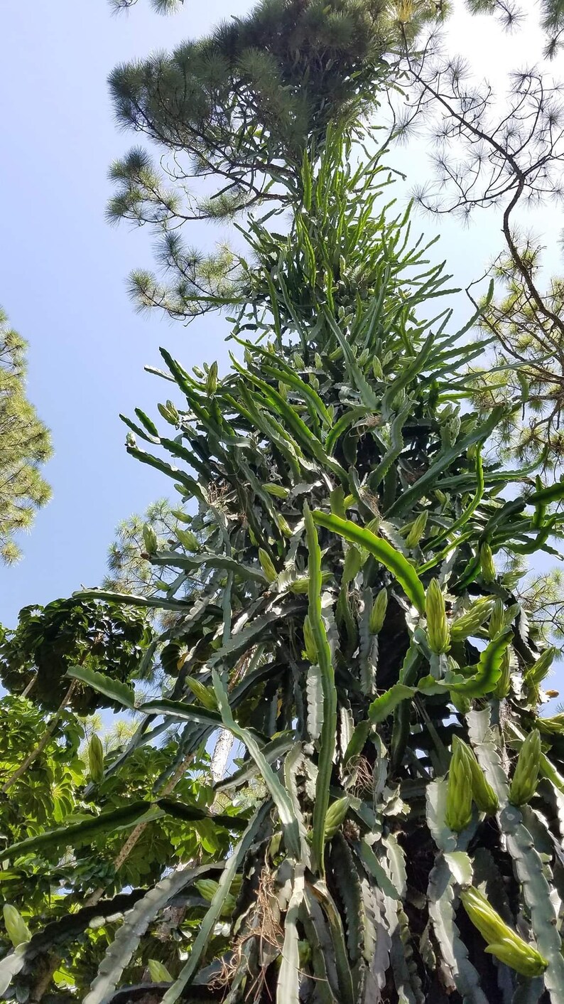 May include: A low-angle view of a dragon fruit plant, showing its green, segmented stems and budding flowers. The plant is set against a clear blue sky, with other trees in the background.