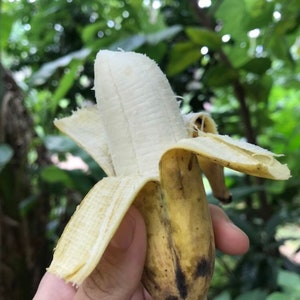 PRE-ORDER Nam Wah Bananas — Fresh Tropical Fruit — Ships AUGUST