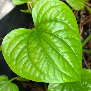 Thai Pepper Leaf Cuttings (Piper sarmentosum)
