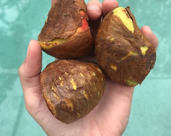 Malabar Chestnut Seeds (Pachira aquatica) - BIG SEEDS & TREE