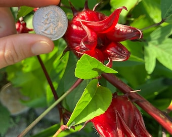 Jamaican Sorrel Seeds (Hibiscus sabdariffa)