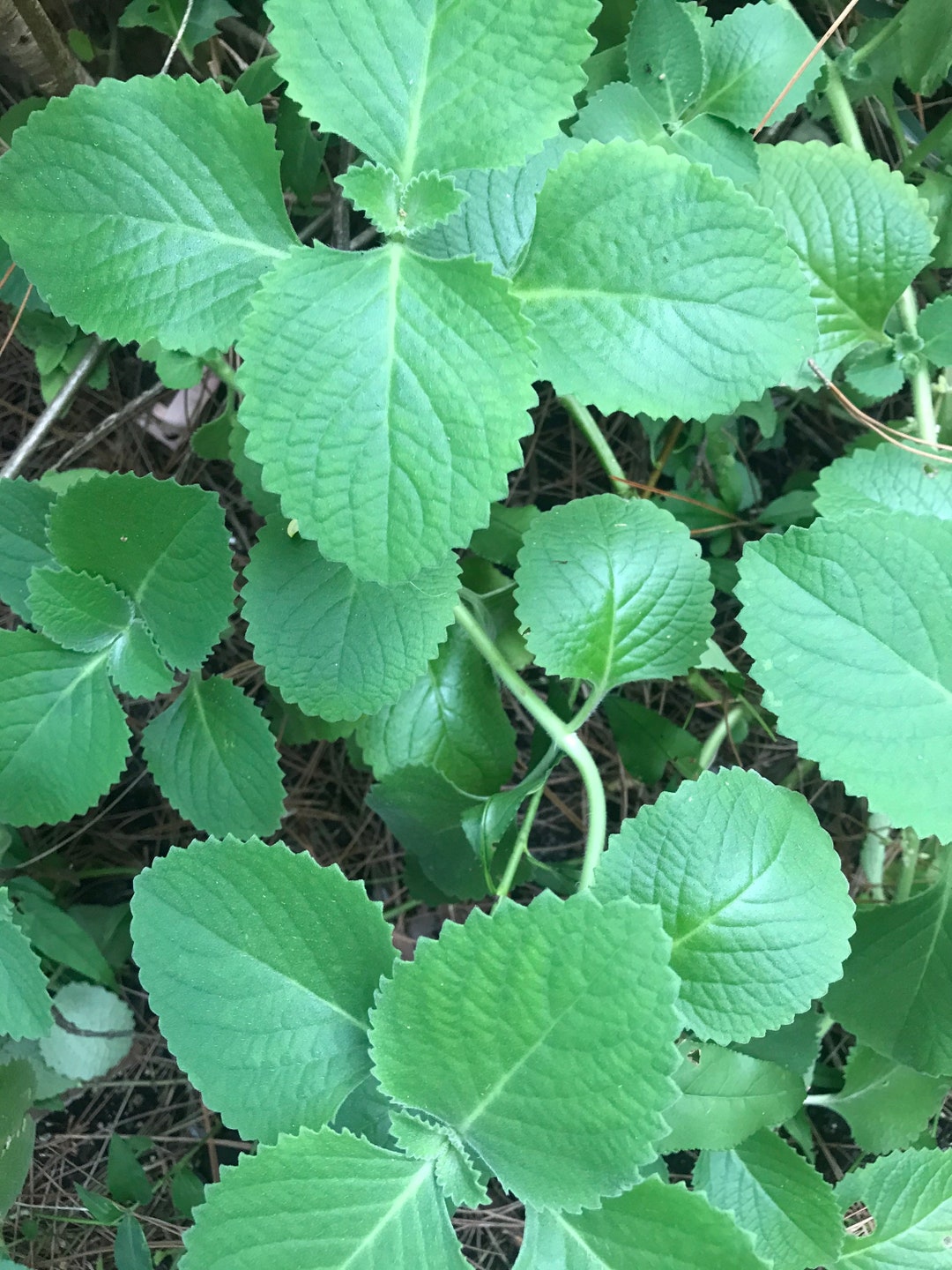 Cuban Oregano Leaves Fresh Herbs FLORIDAGROWN Etsy