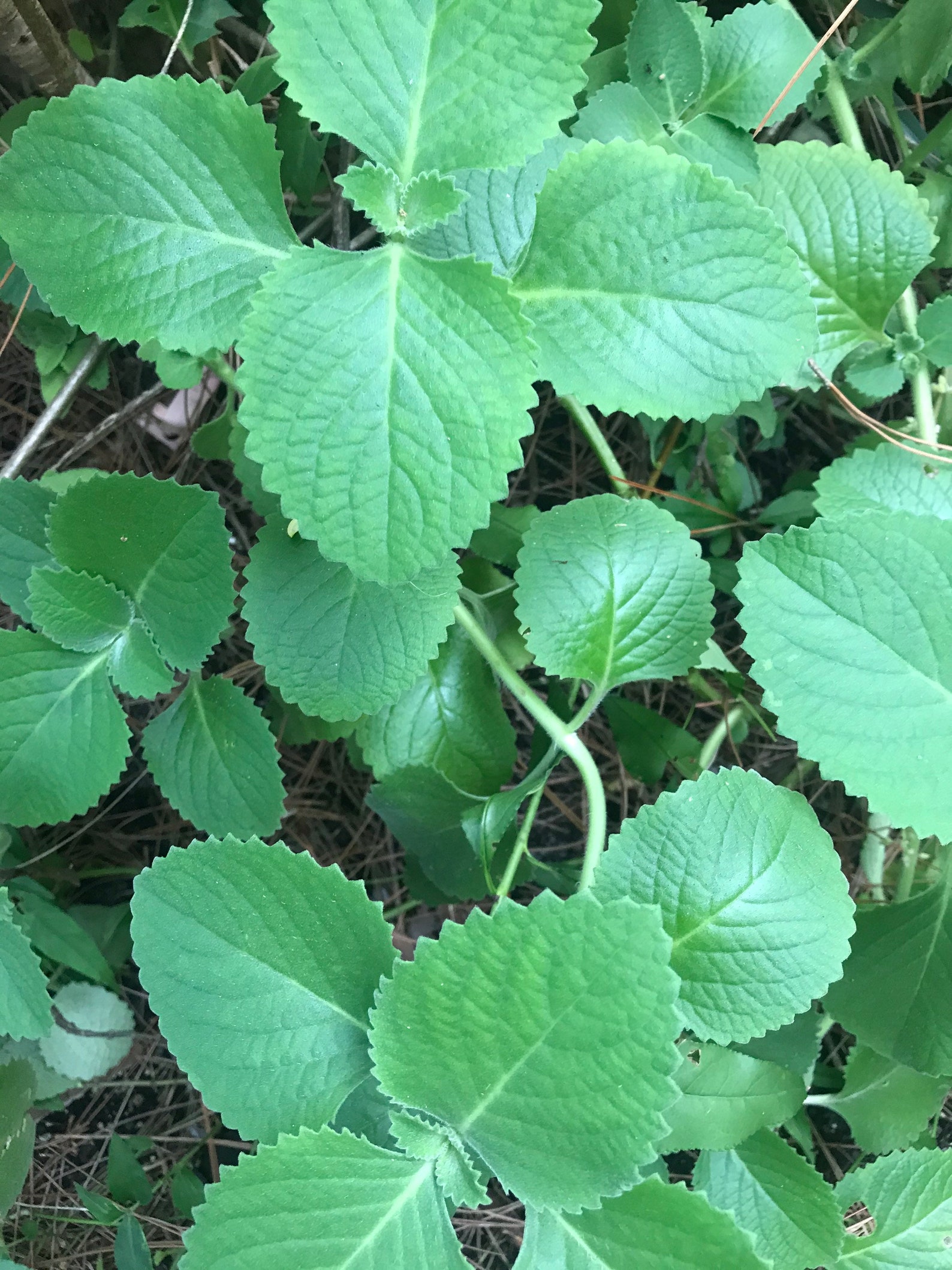 Cuban Oregano Leaves Fresh Herbs FLORIDAGROWN Etsy
