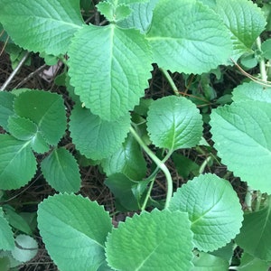 Feuilles d'origan de Cuba Kadpooravalli Lyophilisées CULTIVÉES EN FLORIDE image 4