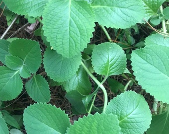 Cuban Oregano Leaves -- Fresh Herbs -- FLORIDA-GROWN