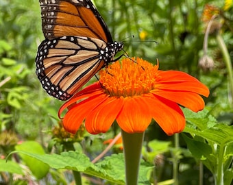 Red Mexican Sunflower Seeds (Tithonia rotundifolia)