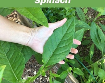 Longevity Spinach Cuttings (Gynura procumbens)