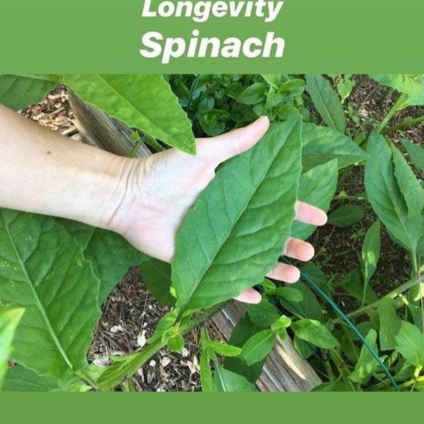 Longevity Spinach Cuttings (Gynura procumbens)