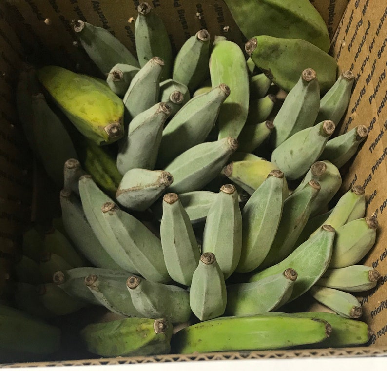 Bananas Assorted Fresh Tropical Fruit IN SEASON image 3