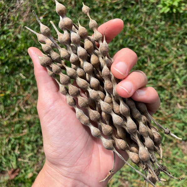 Necklace Pod Seeds (Sophora tomentosa)