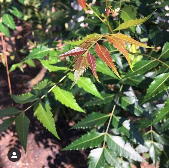 Neem Tree Leaves Fresh Herbs Etsy