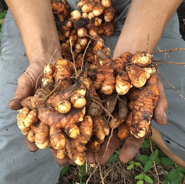 Turmeric Root (curcuma longa)