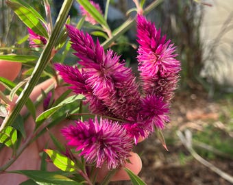 Lagos Spinach Seeds (Celosia argentea)