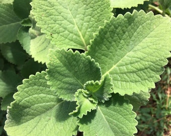 Cuban Oregano Cuttings (Coleus amboinicus) -- FLORIDA-GROWN