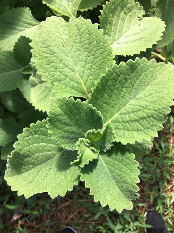 Cuban Oregano Cuttings (Coleus amboinicus) -- FLORIDA-GROWN