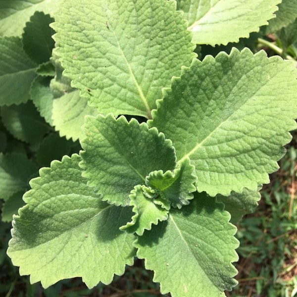 Cuban Oregano Cuttings (Coleus amboinicus) -- FLORIDA-GROWN