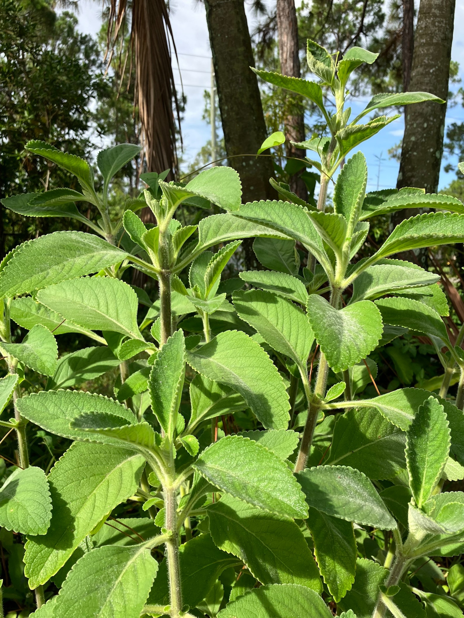 Toilet Paper Plant Cuttings plectranthus Barbatus SHIPS Etsy