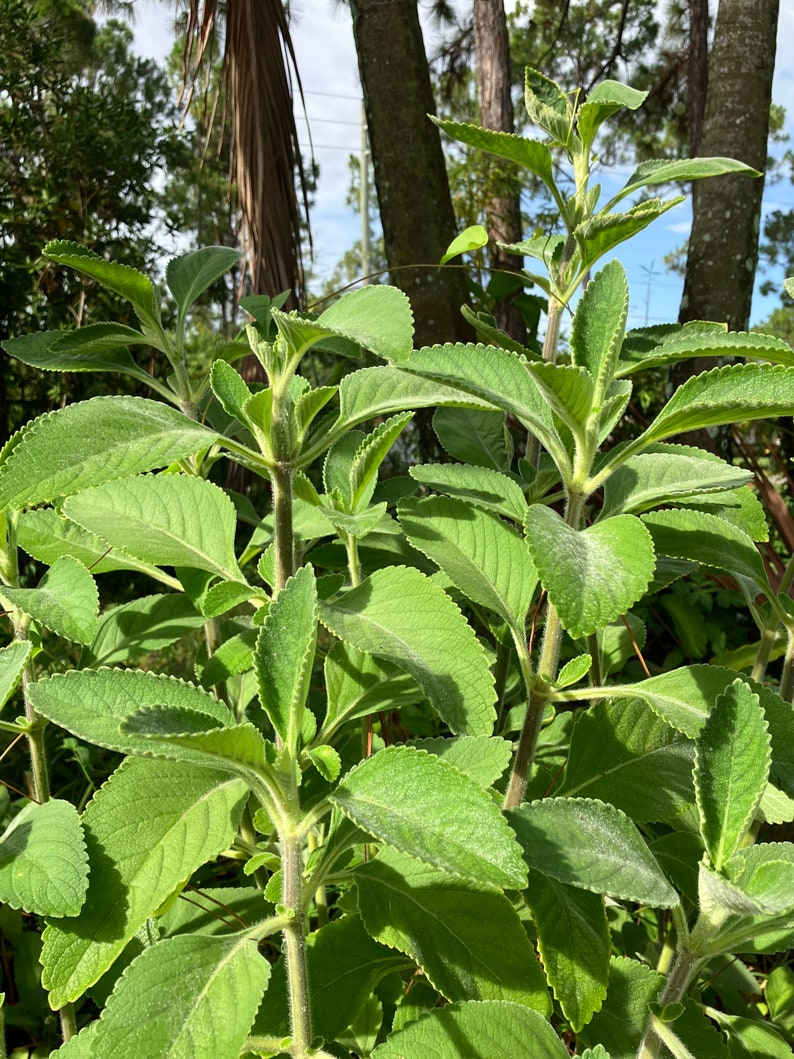 Toilet Paper Plant Cuttings plectranthus Barbatus SHIPS Etsy