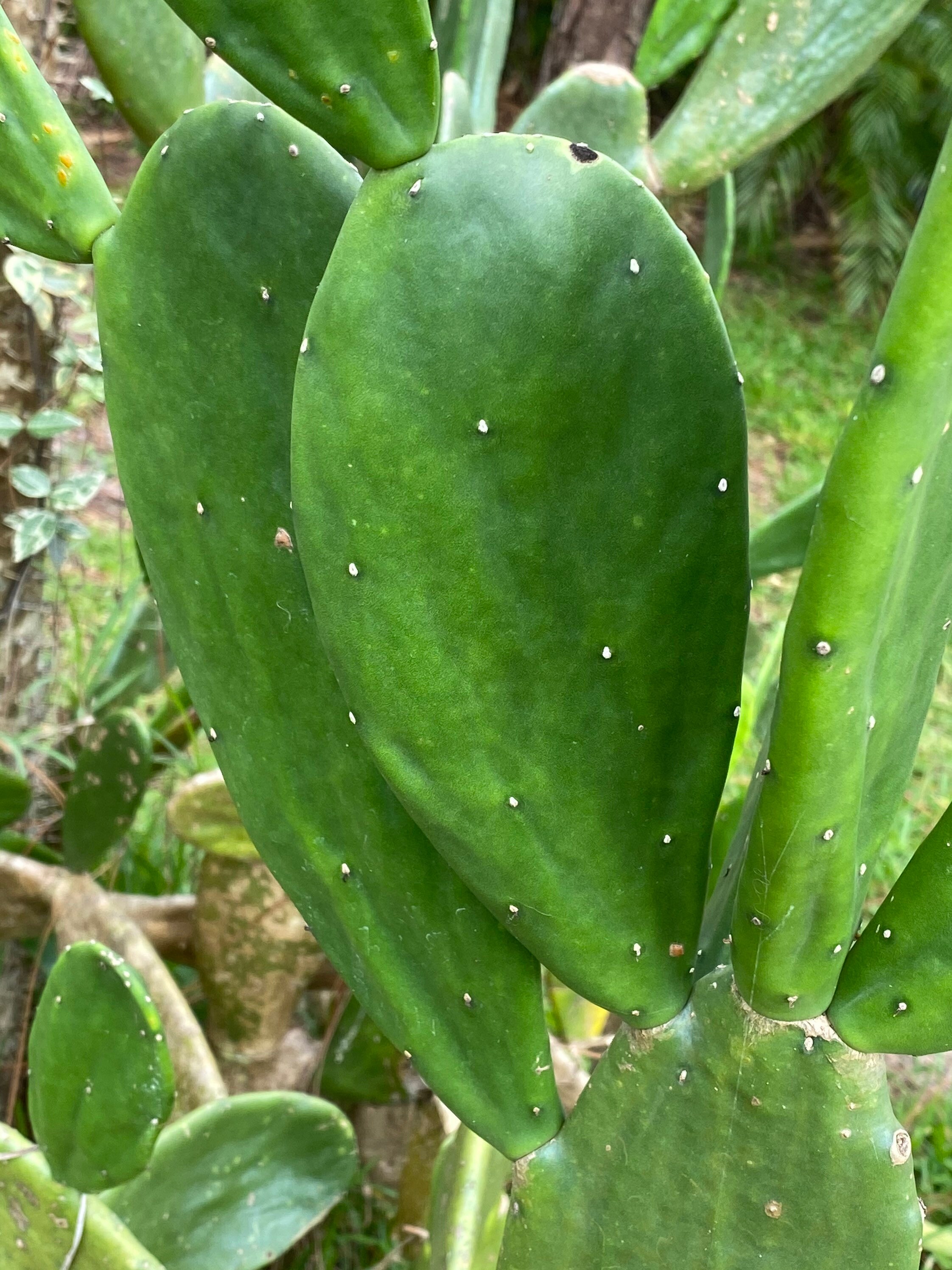 Cactus Pad Cuttings Opuntia cochenillifera Etsy