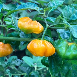 May include: Close-up of a pepper plant with several ripe, yellow peppers and one green pepper. The peppers have a unique, bumpy shape and are surrounded by green leaves. The image is well-lit, highlighting the vibrant colors of the peppers.