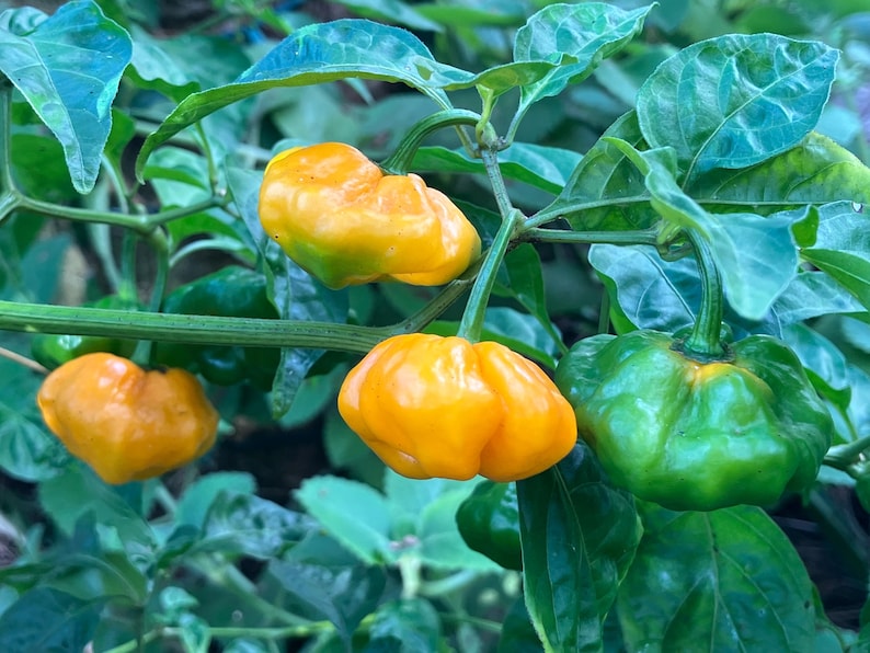 May include: Close-up of a pepper plant with several ripe, yellow peppers and one green pepper. The peppers have a unique, bumpy shape and are surrounded by green leaves. The image is well-lit, highlighting the vibrant colors of the peppers.