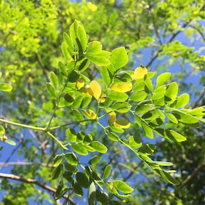 Moringa Tree Seeds (Moringa oleifera)