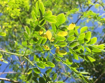 Moringa Tree Seeds (Moringa oleifera)