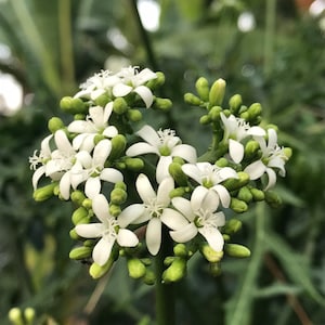Chaya Spinach Cuttings (Cnidoscolus aconitifolius) -- Butterfly Attractor