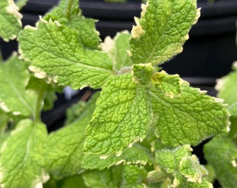 Pineapple Mint Cuttings (Mentha suaveolens 'Variegata')