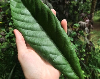 Loquat Tree Leaves — Fresh Herbs