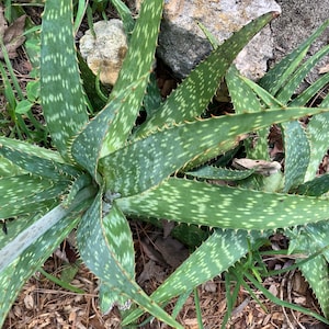 May include: A close-up view of an aloe vera plant with long, green leaves speckled with white spots. The leaves have spiky edges and are surrounded by grass, rocks, and fallen leaves. The plant is a vibrant green color.
