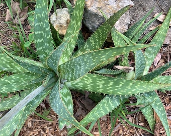Aloe Maculata — Rooted Plants