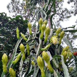 May include: A dragon fruit plant with numerous green stems and developing flower buds. The buds are a pale yellow-green colour, with some partially open, revealing white and yellow petals. The plant is growing upwards, with a backdrop of trees.