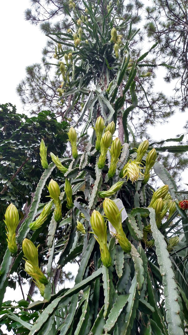 May include: A dragon fruit plant with numerous green stems and developing flower buds. The buds are a pale yellow-green colour, with some partially open, revealing white and yellow petals. The plant is growing upwards, with a backdrop of trees.