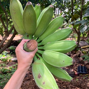 Orinoco Bananas -- Fresh Tropical Fruit -- IN SEASON