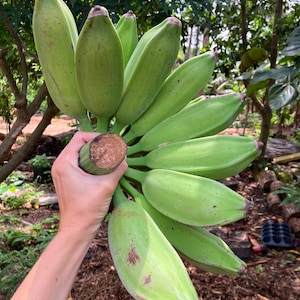 Orinoco Bananas -- Fresh Tropical Fruit -- In Season