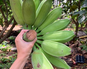 Orinoco Bananas -- Fresh Tropical Fruit -- In Season