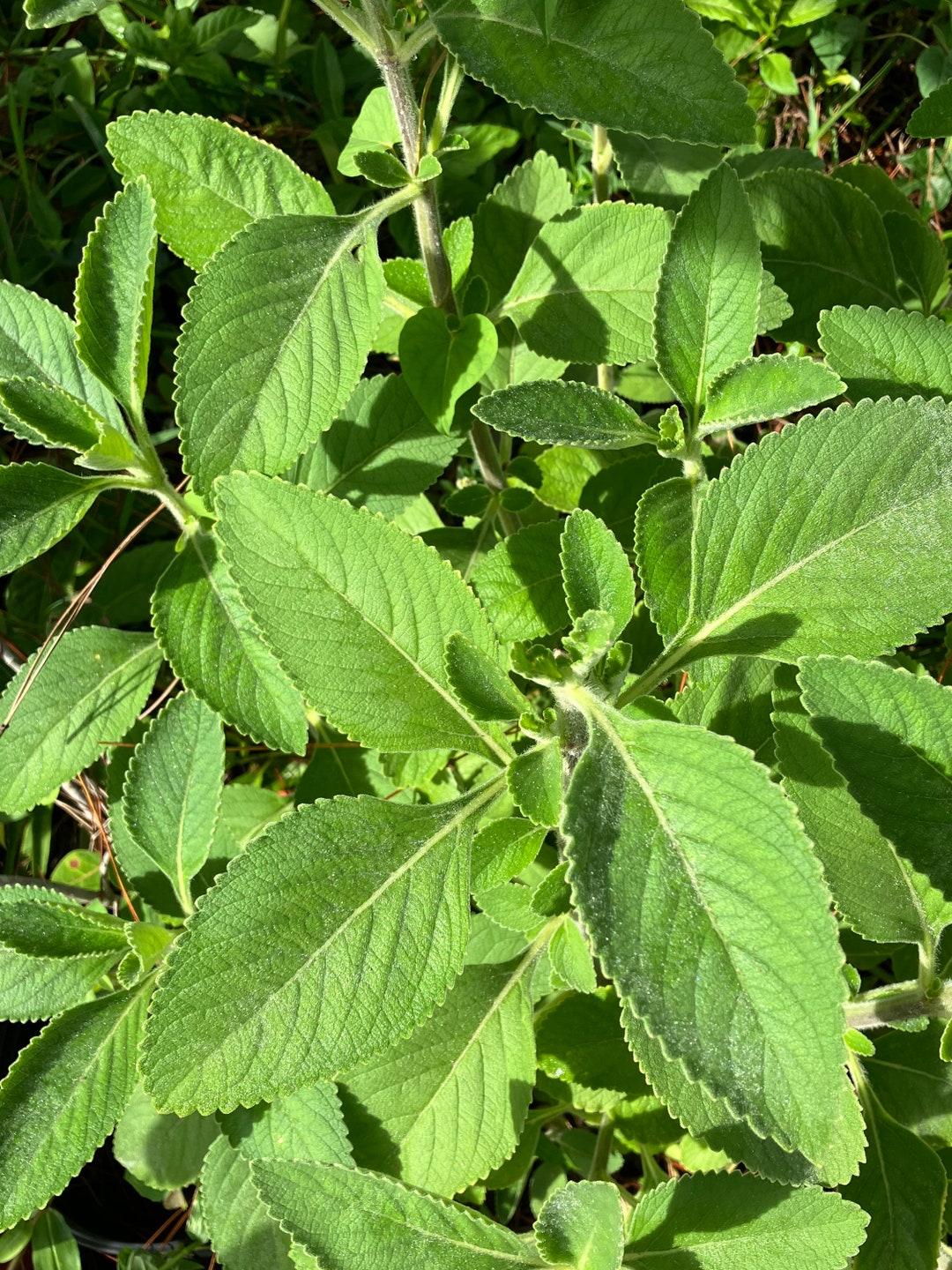 Toilet Paper Plant Cuttings plectranthus Barbatus Etsy