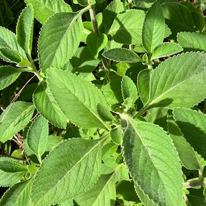 Toilet Paper Plant Cuttings (Plectranthus barbatus)