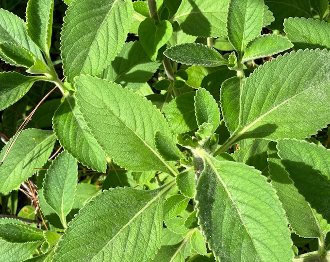 Toilet Paper Plant Cuttings plectranthus Barbatus Etsy