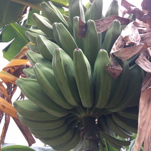 Bananas Assorted Fresh Tropical Fruit IN SEASON image 6