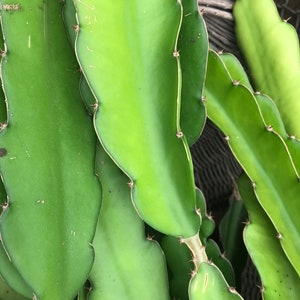 May include: Close-up of vibrant green dragon fruit plant stems. The stems have a flat, segmented shape with small, sharp spines along the edges. The plant's texture is smooth with a slight sheen, and the overall appearance is fresh and healthy.